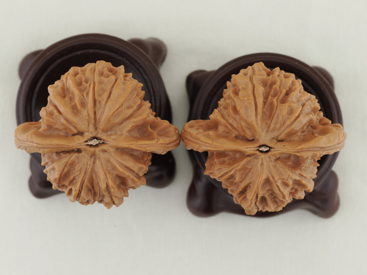 Vermilion Bird Walnut Pair — 40.0 mm (Zhu Que) — Base view — WW-00034