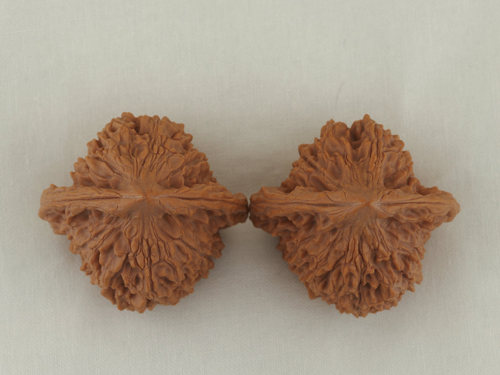 Vermilion Bird Walnut Pair — 40.0 mm (Zhu Que) — Crown view — WW-00035