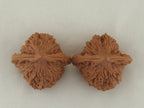 Vermilion Bird Walnut Pair — 40.0 mm (Zhu Que) — Crown view — WW-00035