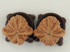 Vermilion Bird Walnut Pair — 40.0 mm (Zhu Que) — Base view — WW-00035