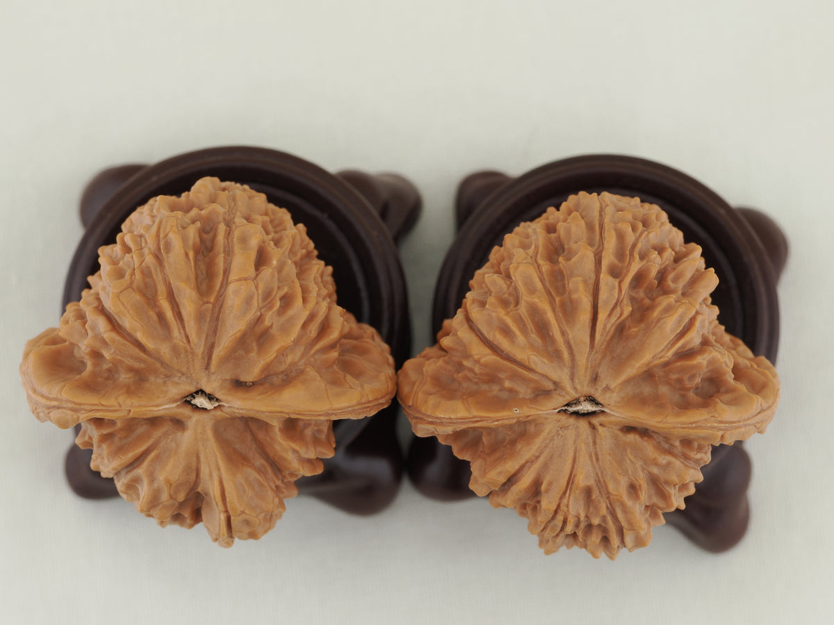 Vermilion Bird Walnut Pair — 40.0 mm (Zhu Que) — Base view — WW-00035