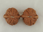 Iron Hammer Walnut Pair — 40.0 mm (Tie Chui) — Base view — WW-00036