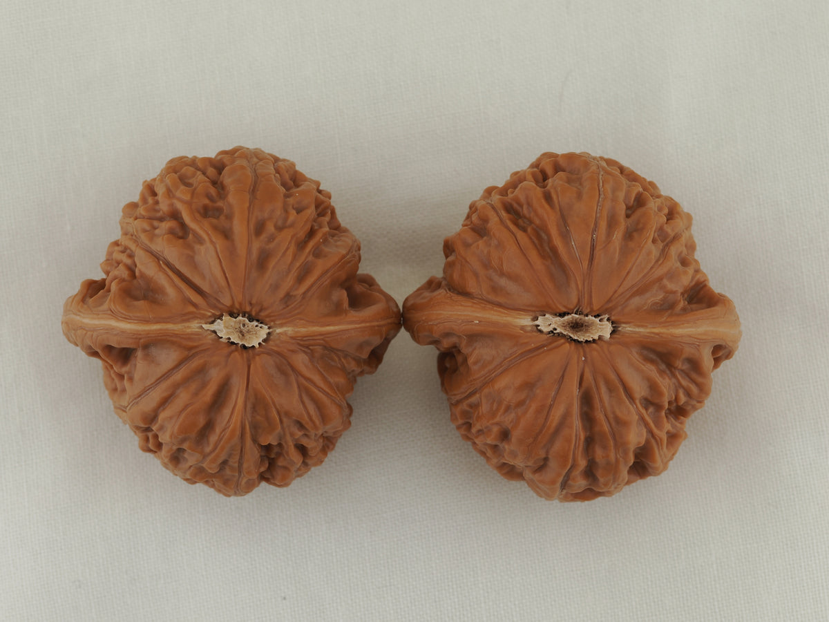 Iron Hammer Walnut Pair — 40.0 mm (Tie Chui) — Base view — WW-00036