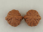 Iron Hammer Walnut Pair — 40.0 mm (Tie Chui) — Crown view — WW-00037