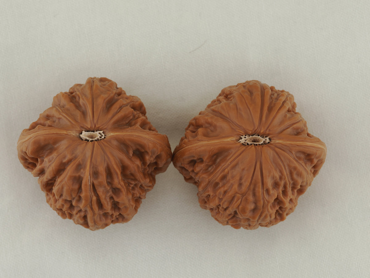 Iron Hammer Walnut Pair — 40.0 mm (Tie Chui) — Base view — WW-00037