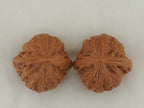 Iron Hammer Walnut Pair — 40.0 mm (Tie Chui) — Crown view — WW-00038