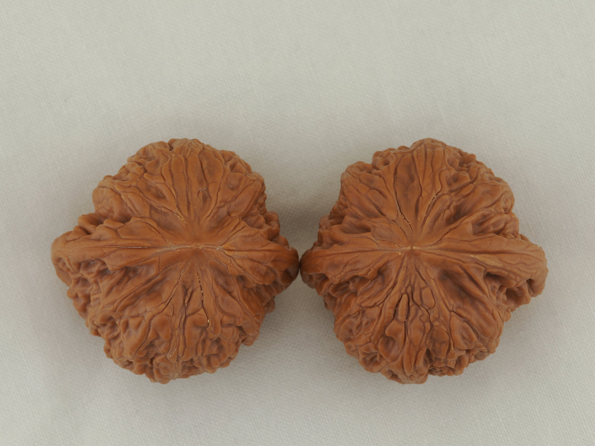 Iron Hammer Walnut Pair — 40.0 mm (Tie Chui) — Crown view — WW-00038