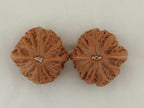 Iron Hammer Walnut Pair — 40.0 mm (Tie Chui) — Base view — WW-00038