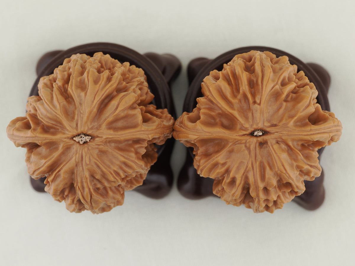 Chicken Heart Walnut Pair — 41.0 mm (Ji Xin) — Base view — WW-00039