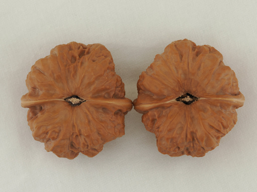 Toad Head Walnut Pair — 44.0 mm (Ha Ma Tou) — Base view — WW-00041
