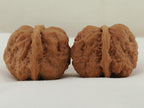 Toad Head Walnut Pair — 44.0 mm (Ha Ma Tou) — Alternate side view — WW-00042