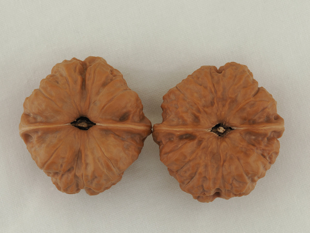 Toad Head Walnut Pair — 44.0 mm (Ha Ma Tou) — Base view — WW-00042