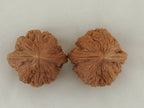 Dagu Stone Walnut Pair — 40.0 mm (Da Gu Shi) — Crown view — WW-00043