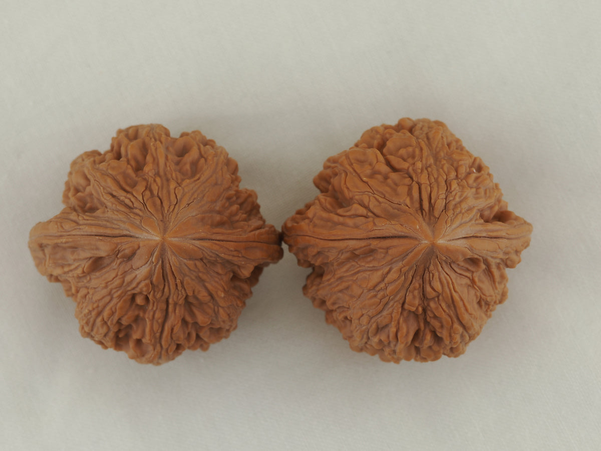 Dagu Stone Walnut Pair — 40.0 mm (Da Gu Shi) — Crown view — WW-00043