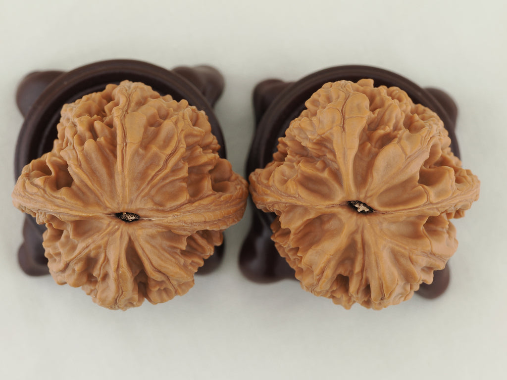 Dagu Stone Walnut Pair — 40.0 mm (Da Gu Shi) — Base view — WW-00043