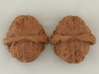 Pumpkin Walnut Pair — 46.0 mm (Nan Gua Dun) — Crown view — WW-00044