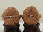 Pumpkin Walnut Pair — 46.0 mm (Nan Gua Dun) — Base view — WW-00044