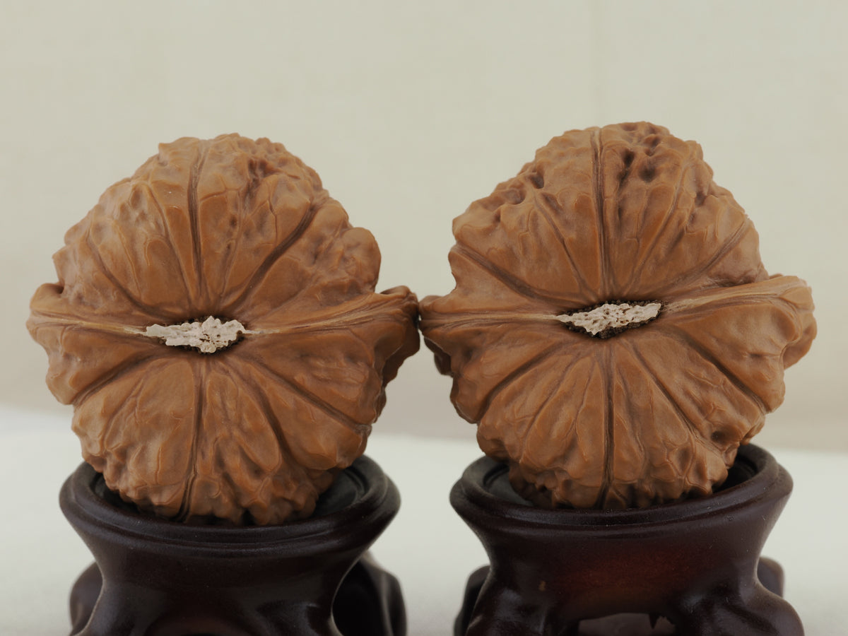 Pumpkin Walnut Pair — 46.0 mm (Nan Gua Dun) — Base view — WW-00044