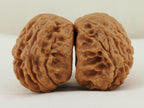 Snakehead Official's Hat Walnut Pair — 47.0 mm (She Tou Guan Mao) — Natural shell side view — WW-00046