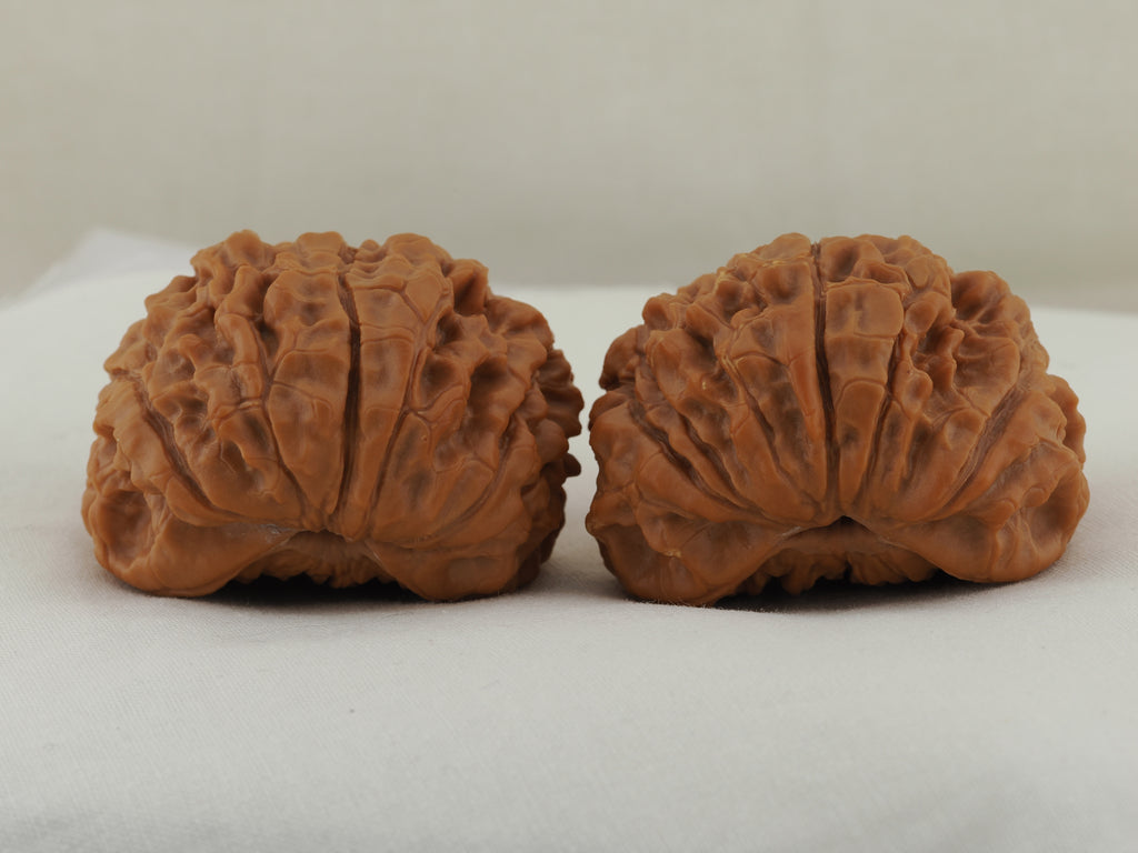 Snakehead Official's Hat Walnut Pair — 47.0 mm (She Tou Guan Mao) — Rear shell view — WW-00046