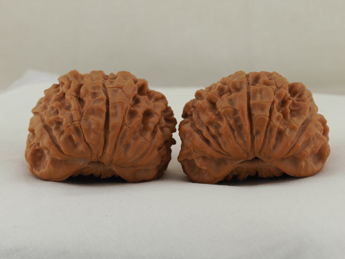 Snakehead Official's Hat Walnut Pair — 47.0 mm (She Tou Guan Mao) — Rear shell view — WW-00046