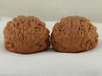 Snakehead Official's Hat Walnut Pair — 47.0 mm (She Tou Guan Mao) — Opposite rear view — WW-00046