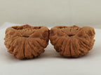 Snakehead Official's Hat Walnut Pair — 47.0 mm (She Tou Guan Mao) — Underside view — WW-00046