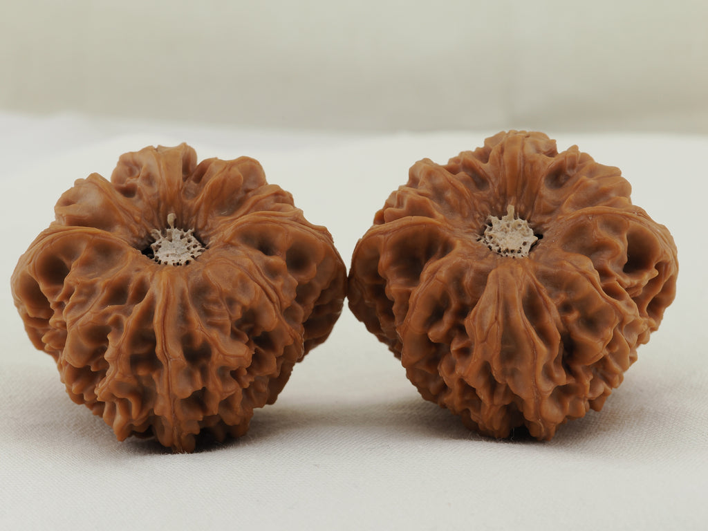Longmenjian Walnut Pair — 39.0 mm (Long Men Jian) — Base view — WW-00047