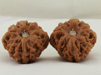 Longmenjian Walnut Pair — 39.0 mm (Long Men Jian) — Base view — WW-00047