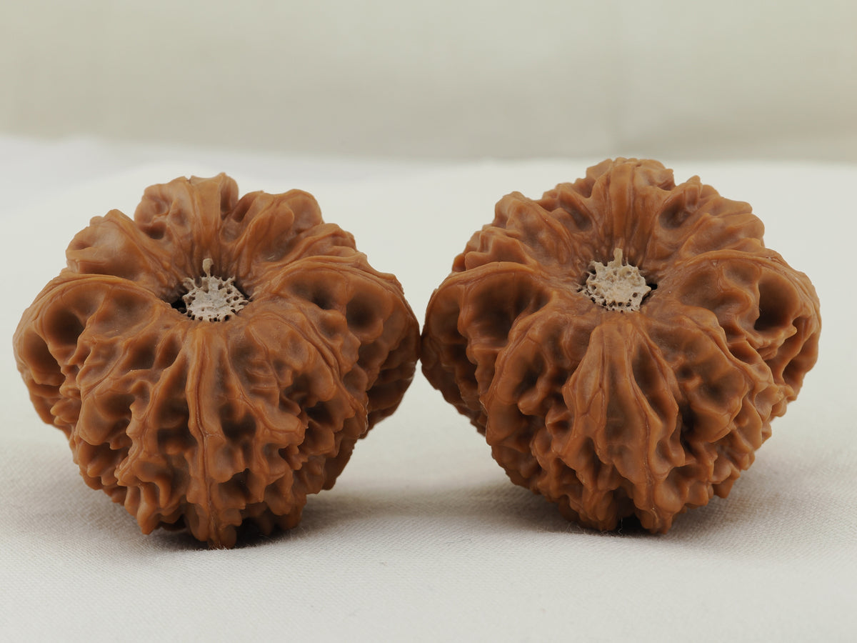 Longmenjian Walnut Pair — 39.0 mm (Long Men Jian) — Base view — WW-00047