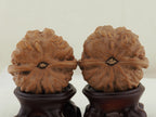 Toad Head Dragon Toad Carved Walnut Pair — 44.0 mm (Long Chan Ha Ma Tou) — Carved pair three-quarter view — WW-00048