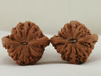 Nanjiang Stone Walnut Pair — 43.0 mm (Nan Jiang Shi) — Base view — WW-00049