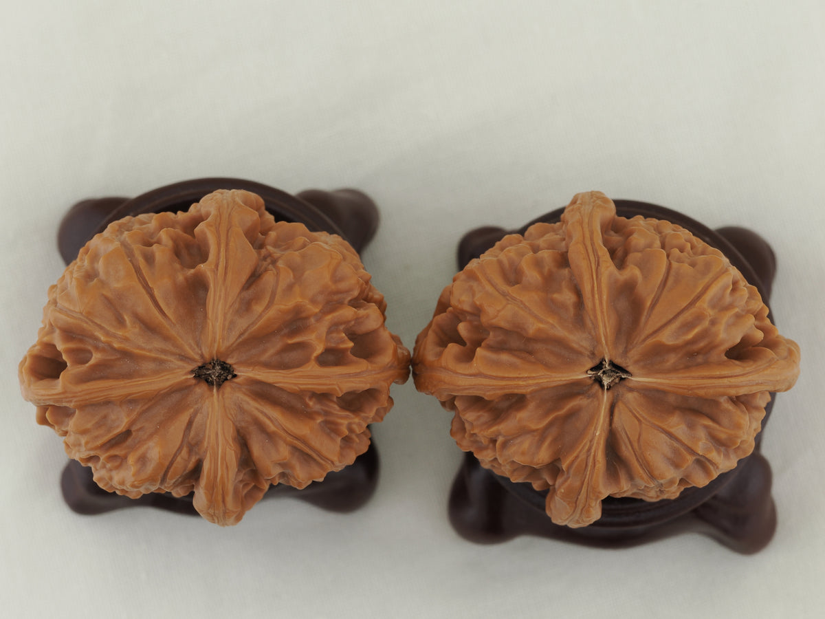 Jade Seal Four Ridge Walnut Pair — 44.0 mm (Yu Xi Si Leng) — Base view — WW-00050