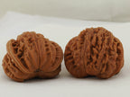Flying Serpent Palace Lantern Walnut Pair — 39.0 mm (Gong Deng Fei She) — Shell side view — WW-00051