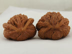 Flying Serpent Palace Lantern Walnut Pair — 39.0 mm (Gong Deng Fei She) — Shell reverse view — WW-00051