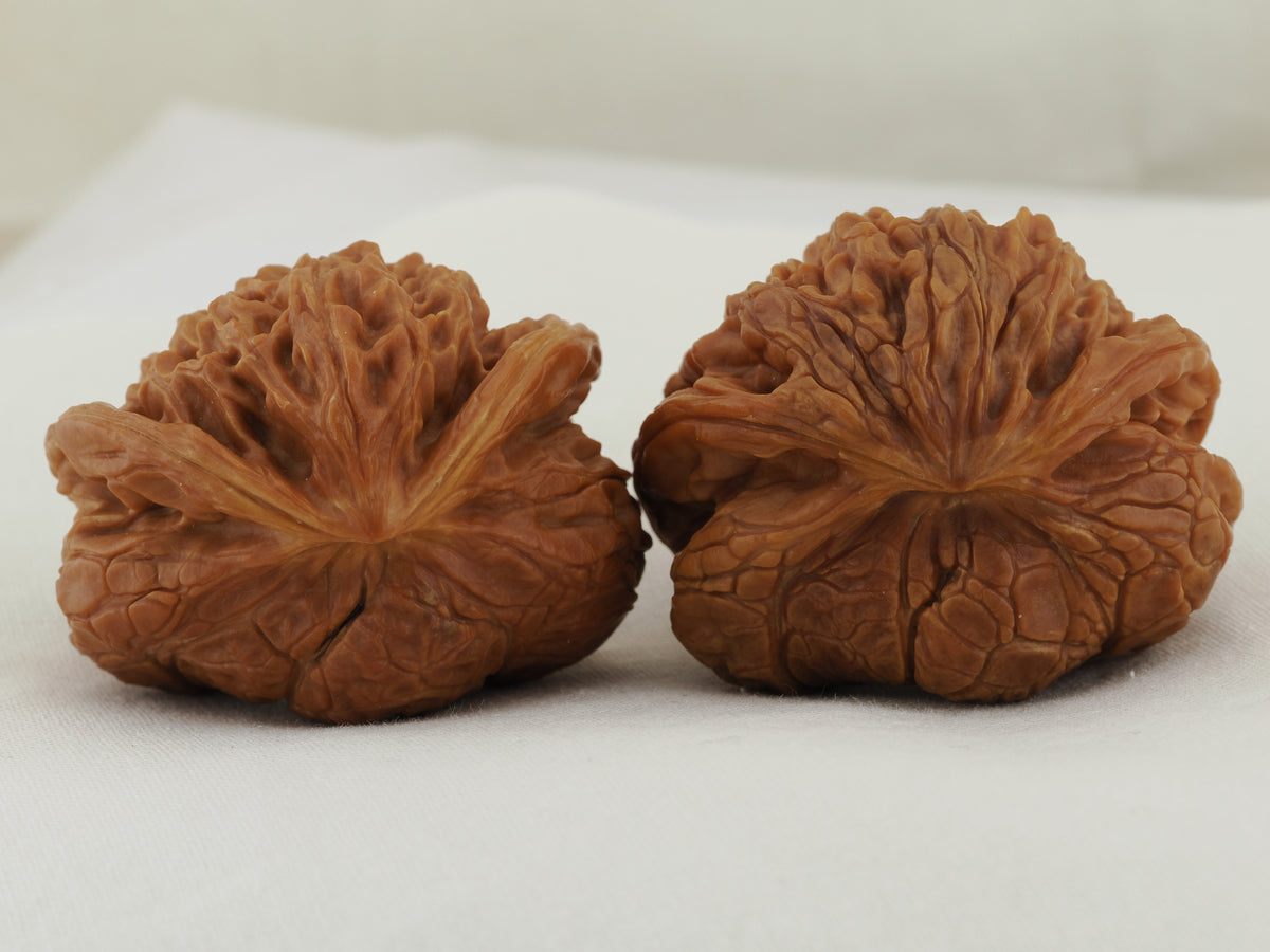 Flying Serpent Palace Lantern Walnut Pair — 39.0 mm (Gong Deng Fei She) — Shell reverse view — WW-00051