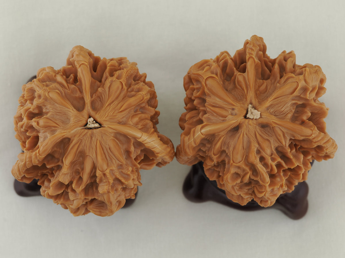 Empire Three Ridge Devour Carved Walnut Pair — 50.0 mm (Di Wang Tun Shi) — Base view — WW-00052
