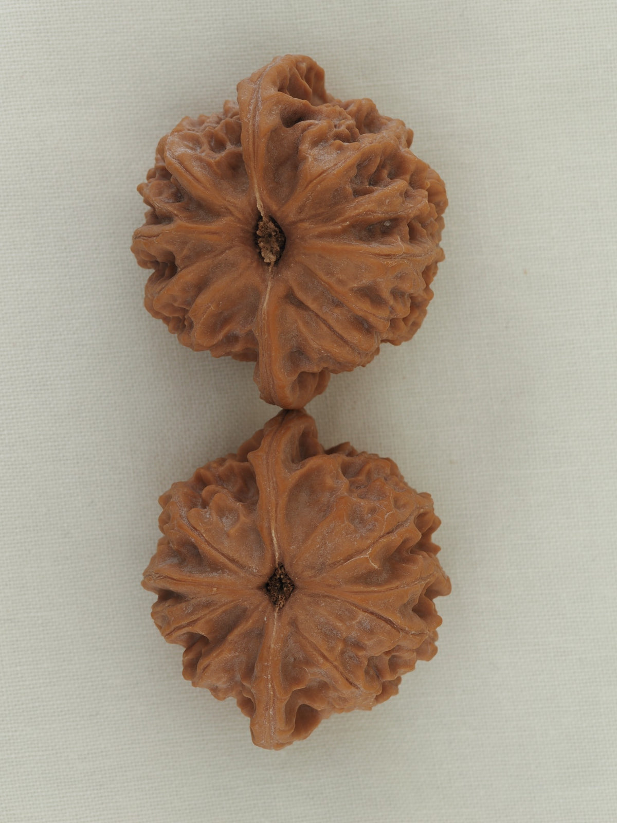 Palace Lantern walnut pair (Gong Deng) — WW-00056, base view