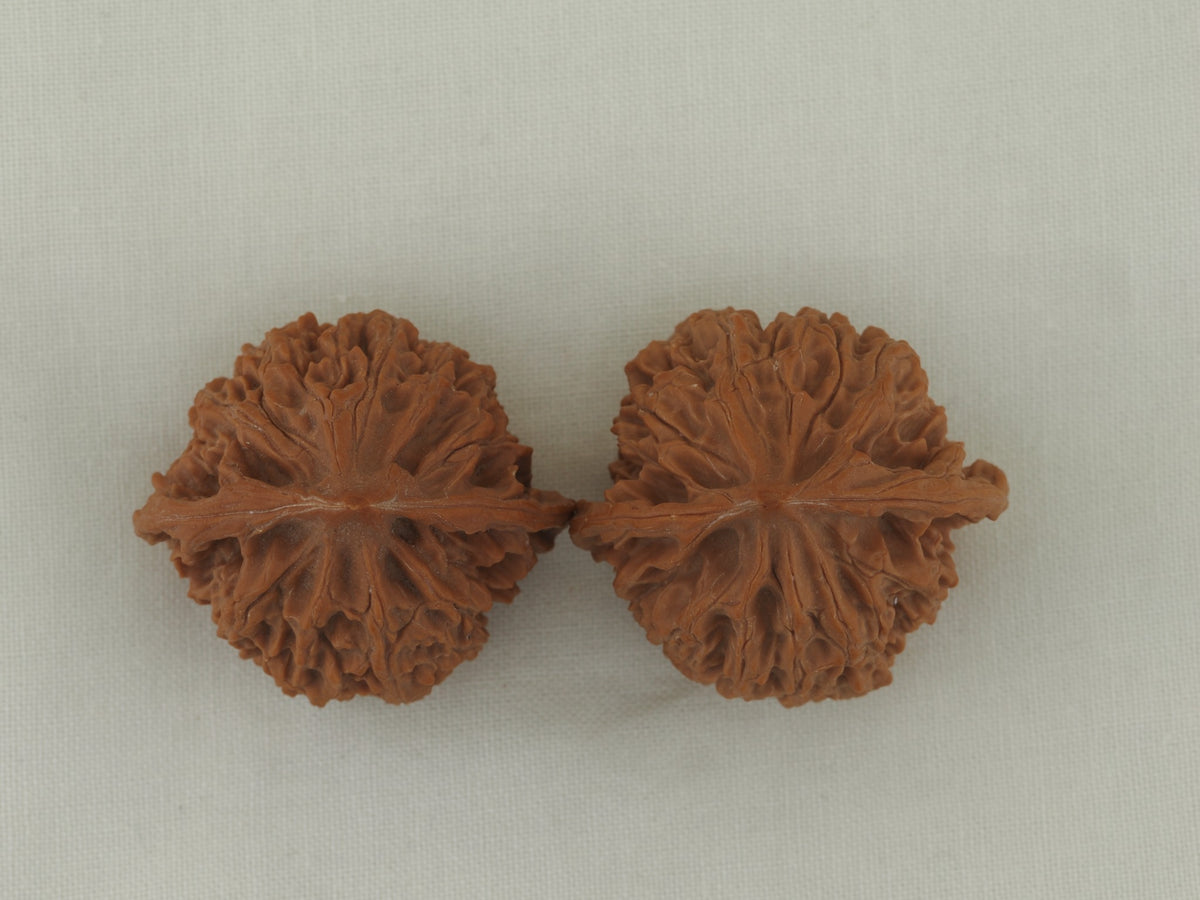 Lantern walnut pair (Deng Lou) — WW-00057, crown view