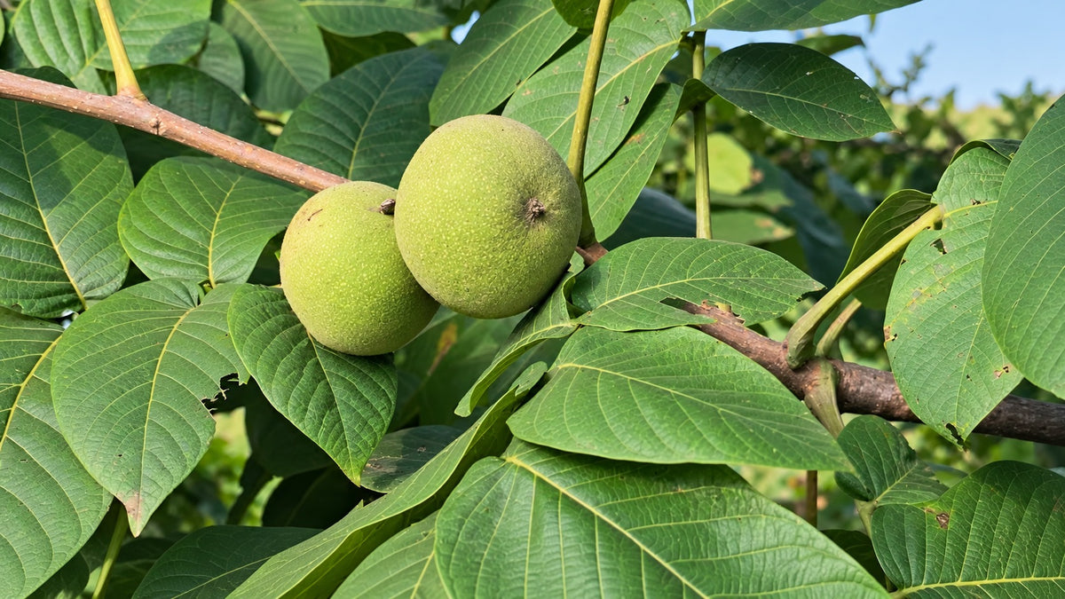 Two green walnuts growing on a leafy walnut-tree branch.